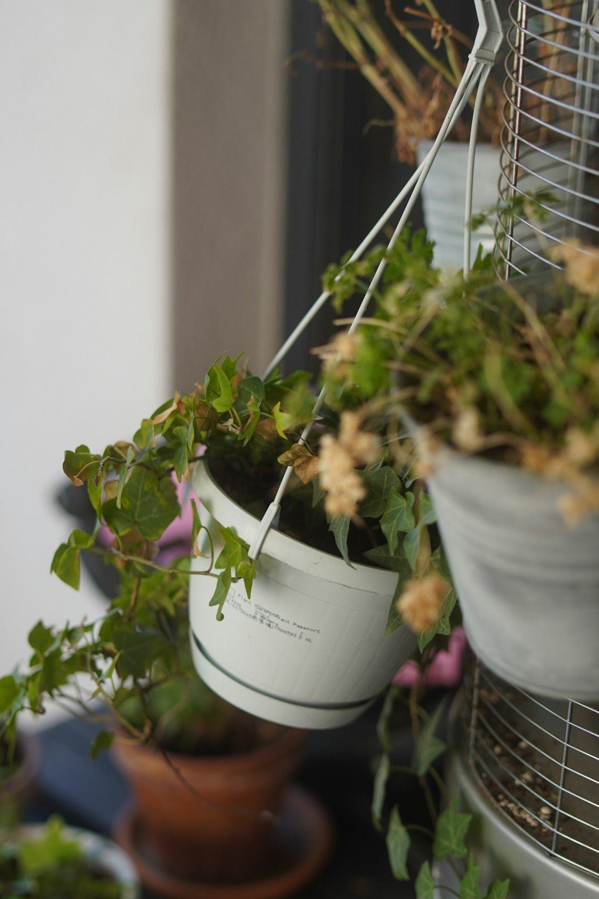 Flowering plants in white hanging pots along a balcony railing.
