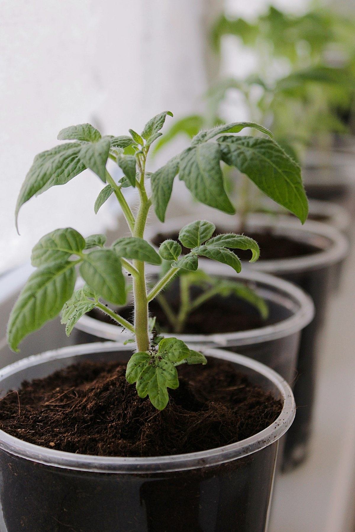 Young tomato plants growing in small pots in a row near a bright window.