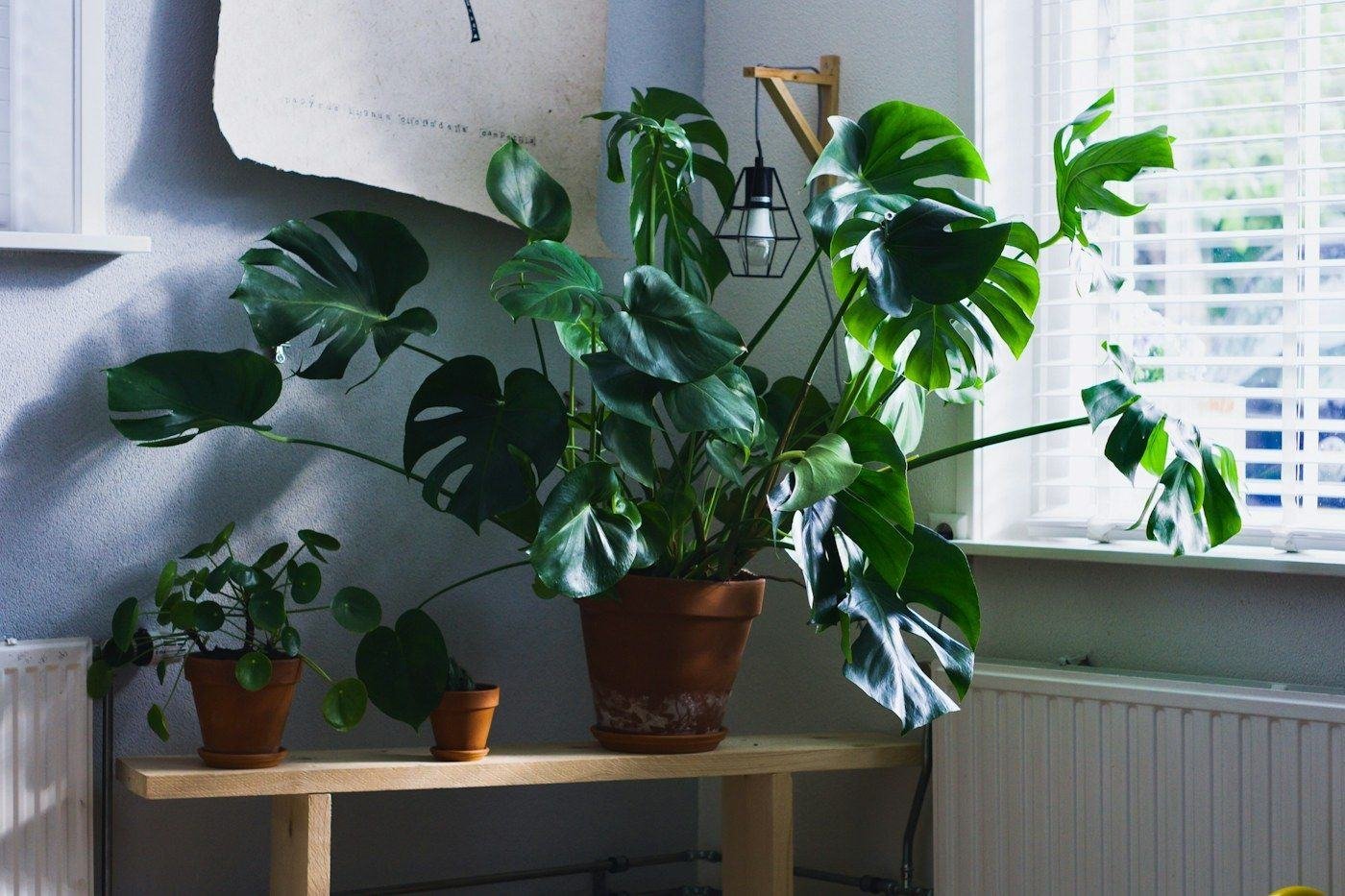 Leafy plants in terracotta pots on a small wooden table beside a window.